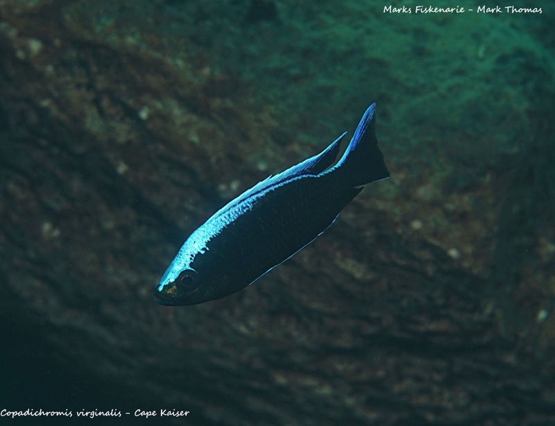 Copadichromis virginalis 'Cape Kaiser'